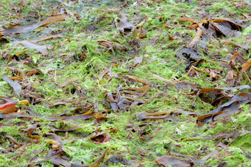 Dried seaweed on the shore at low tide