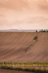 Obraz premium autumn agricultural field