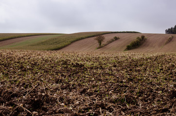 autumn field