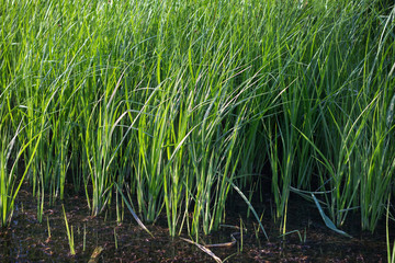 Fototapeta premium Fresh Lake Cane