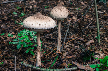 parasol mushroom