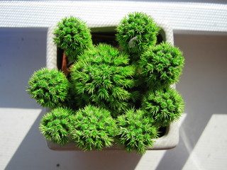 Desert gem cactus