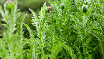 Closeup of the poppy stems and buds with drops of dew