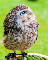 Close up portrait of little Owl against green background