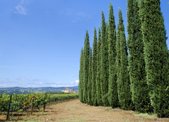 scenic landscapes of Tuscany. Italy