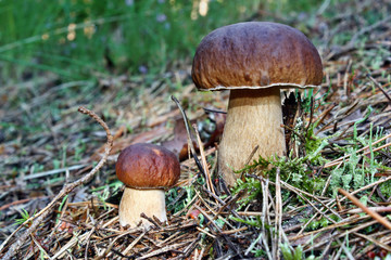 Two mushroom boletus edulis