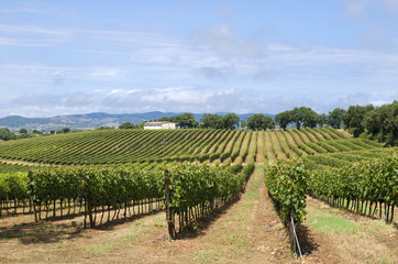 Fototapeta na wymiar Field of vines in Tuscany