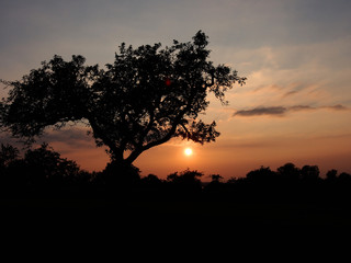 Sonnenuntergang hinter Bäumen