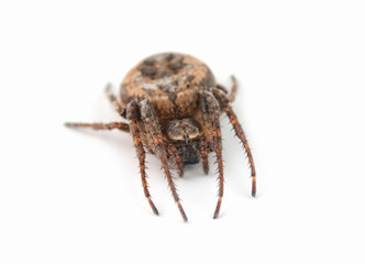 spider isolated