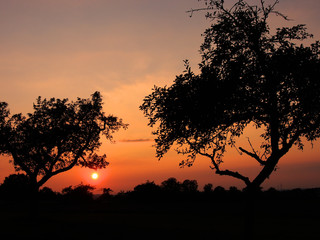 Sonnenuntergang hinter Bäumen
