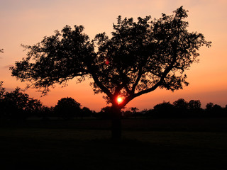 Fototapeta na wymiar Sonnenuntergang hinter Bäumen