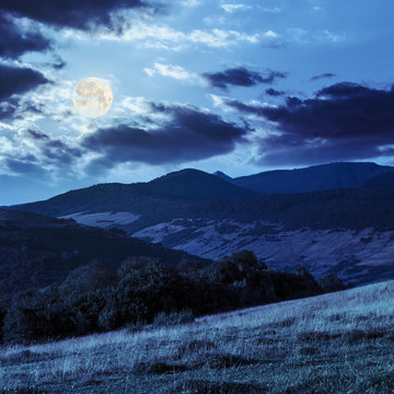 trees near valley in mountains  on hillside in moon light