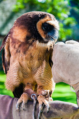 Close up portrait of brown wood Owl sitting on falconer glove