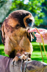 Close up portrait of brown wood Owl sitting on falconer glove