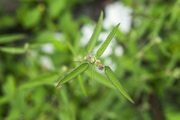 small flower
