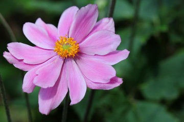Fototapeta premium Anemone japonica