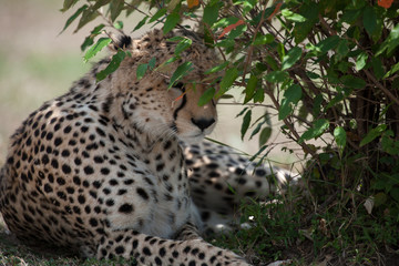 cheetah