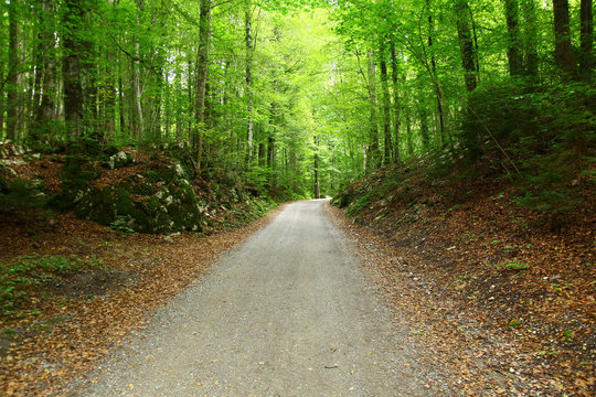 camino s