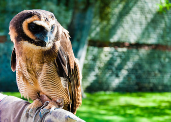Close up portrait of brown wood Owl sitting on falconer glove
