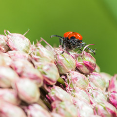 Scarlet Lily Beetle