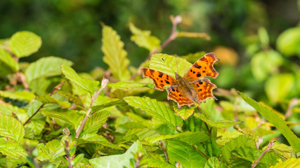 Colourful Comma