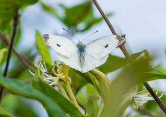 Basking Butterfly