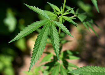 Green cannabis leaf