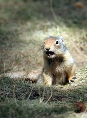Portrait of a ground squirrel (Canada)