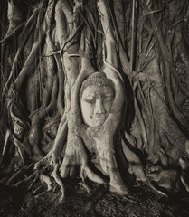 Travel to Thailand, Ayutthaya. Old tree Buddha stone sculpture.