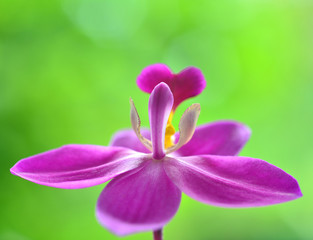 orchid o