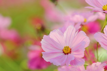 Fototapeta premium コスモス