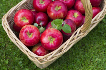 Apple Basket full of Honeycrisp apples