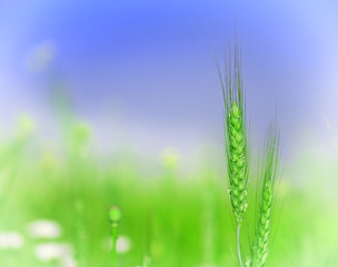 Organic green wheat. Macro image.
