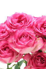 Pink roses isolated on white background