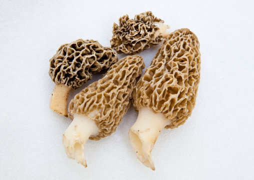 Morchella Morels Sponge Mushrooms