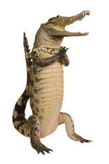 Krokodil hallo isoleren op witte achtergrond
