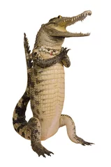 Printed roller blinds Crocodile Crocodile hello isolate on white background