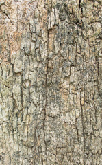 Close up shot of brown tree bark  Texture.