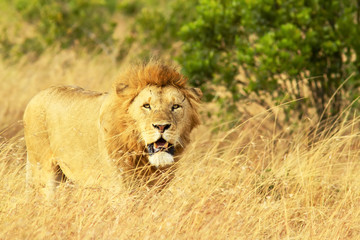 Obraz na płótnie Canvas Lion on the Masai Mara in Africa