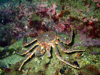 King crab, Barents sea