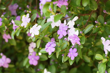 ニオイバンマツリ