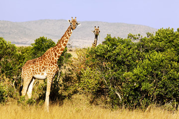 Giraffes on the Masai Mara in Africa