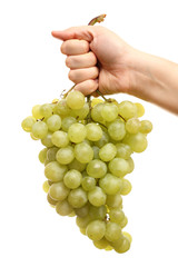Bunch of grapes in hand