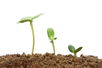 Growing plant