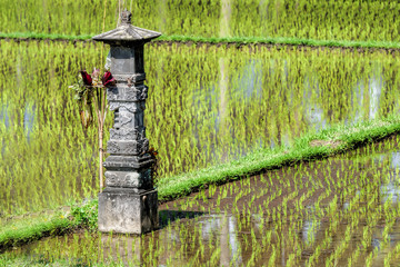 rice fields of Bali