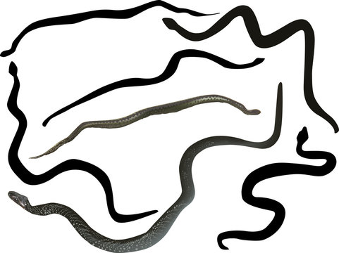 seven snakes isolated on white
