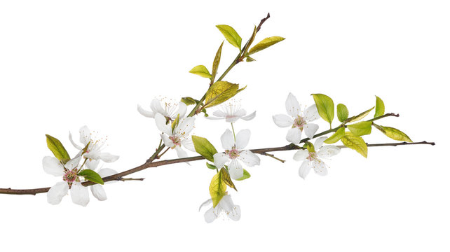 Fototapeta spring tree branch with light flowers