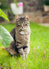 Naklejka na ściany i meble gray domestic cat walking on green grass