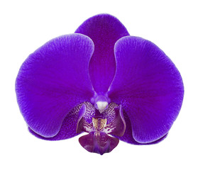 Naklejka na ściany i meble large dark purple orchid flower on white