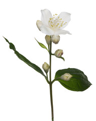 isolated jasmine branch with single flower and buds